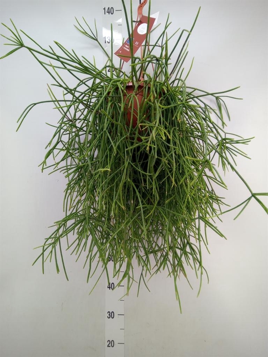 <h4>Rhipsalis ...</h4>