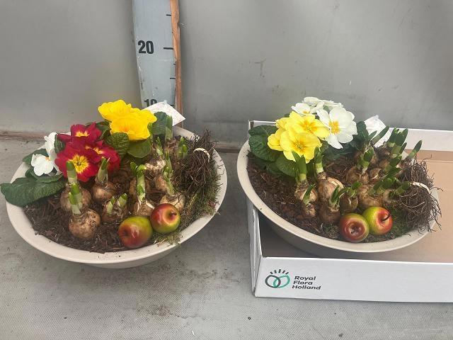 <h4>ARR BOL KNOLGEWAS</h4>