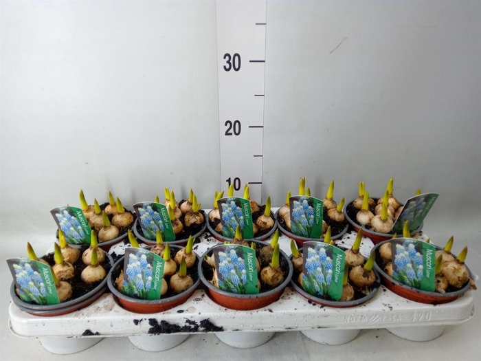 <h4>Muscari  'Esther'</h4>