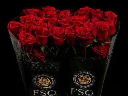 <h4>R Gr Freedom</h4>