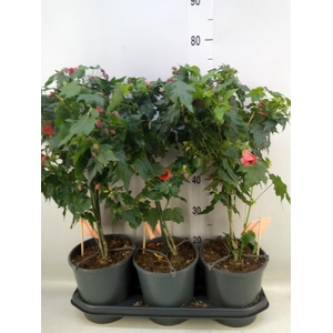 Abutilon  'Red Trumpet'