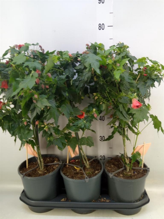 <h4>Abutilon 'Red Trumpet'</h4>