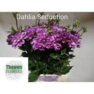 Dahl Seduction