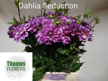 <h4>Dahl Seduction</h4>