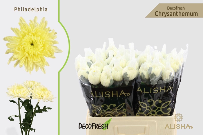 <h4>Chr G Philadelphia</h4>