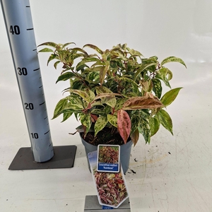 Leucothoë walteri 'Rainbow'