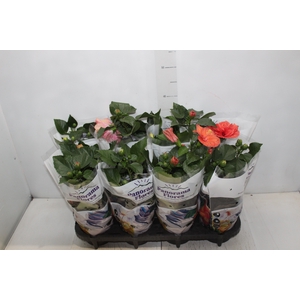 HIBISQS DOBRADO P15 VARIADO