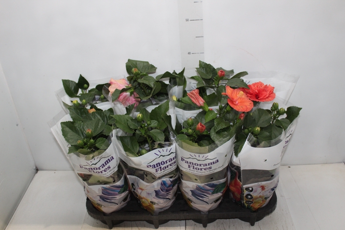<h4>HIBISQS DOBRADO P15 VARIADO</h4>