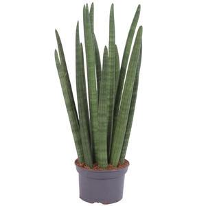 Sansevieria Cylindrica Straight 14 Leaf Ø15cm