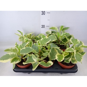 Peperomia obt. 'Variegata'