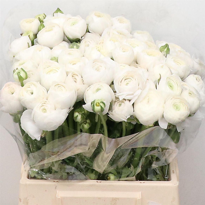 <h4>Ran Su B200 Extra</h4>