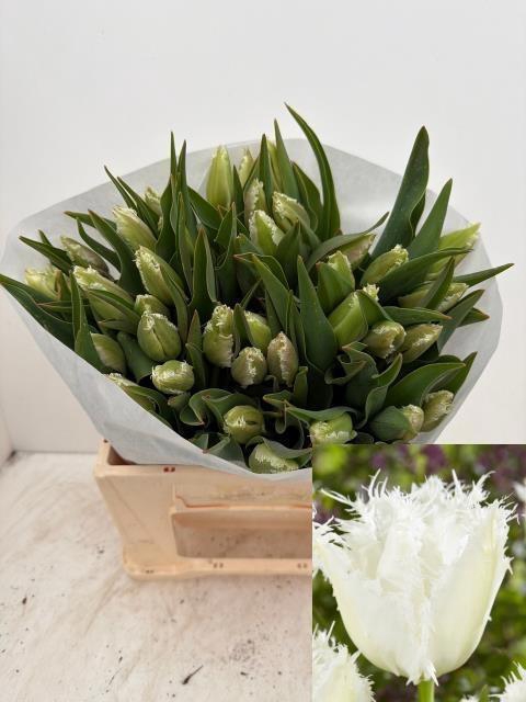 <h4>TU DOUBLE NORTHCAP</h4>