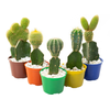 CACTUS ENXERTADO P07