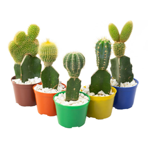 CACTUS ENXERTADO P07