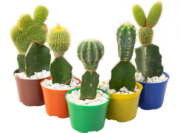 <h4>CACTUS ENXERTADO P07</h4>