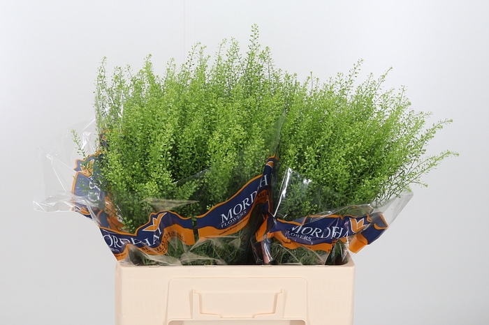 <h4>Lepidium Green Bell</h4>
