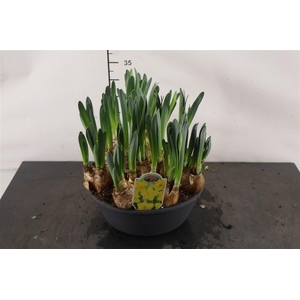 !. Narcis Gold Medal 27 Cm. Pl. Schaal