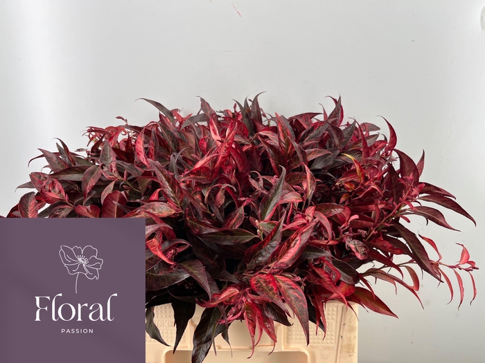 <h4>LEUCOTHOE KLB H%</h4>