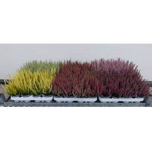 Calluna vulg. 'Beauty L'  ..mix