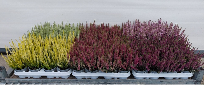 <h4>Calluna vulg. 'Beauty L'  ..mix</h4>