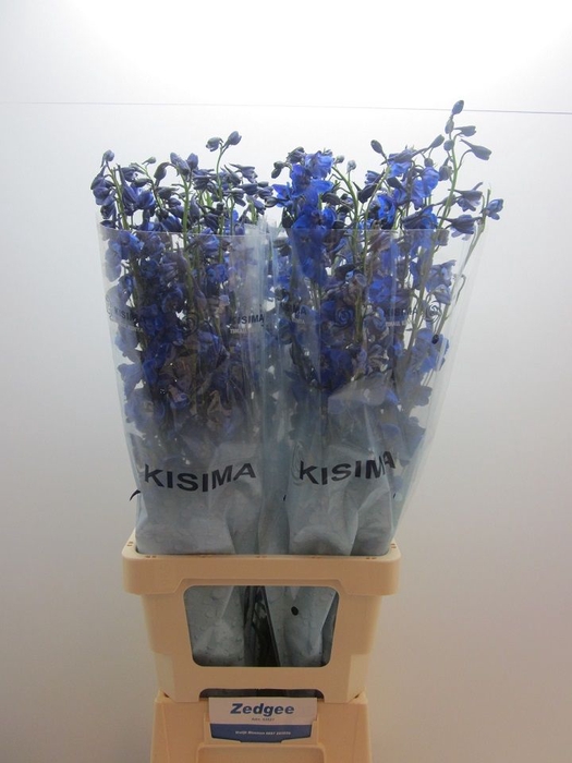 <h4>Delph Sea Waltz Kisima</h4>