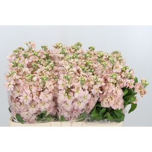 Matth Aida Apricot