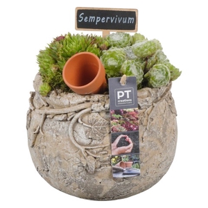 PTS6679 Arrangementen Sempervivum