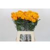 Tagetes Marigold Promise Light Orange