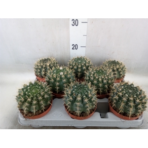Gymnocalycium mihanov.   ...