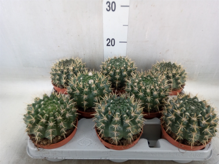 <h4>Gymnocalycium mihanov.   ...</h4>