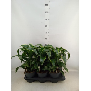 Dracaena frag. 'Dorado'