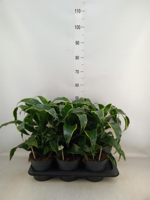 <h4>Dracaena frag. 'Dorado'</h4>