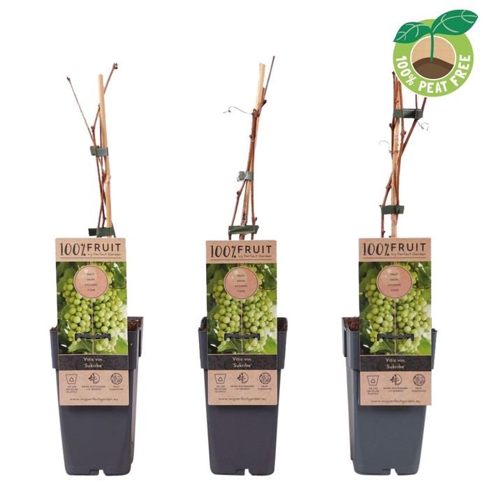 <h4>Vitis vinifera</h4>