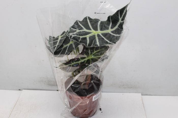 <h4>ALOCASIA POLLY P17</h4>