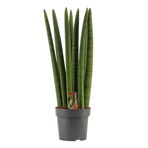 Sansevieria Cylindrica 14 cm Straight