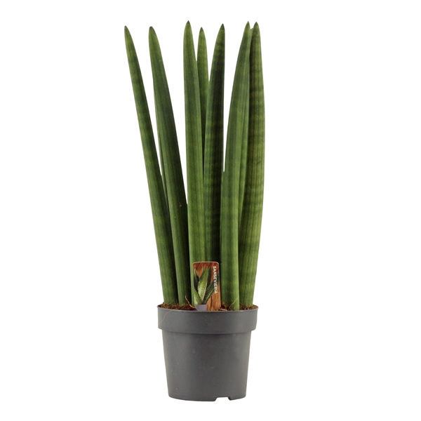 <h4>Sansevieria Cylindrica 14 cm Straight</h4>