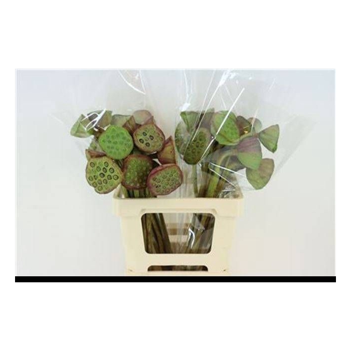 <h4>NELUMBO NUCIFERA</h4>
