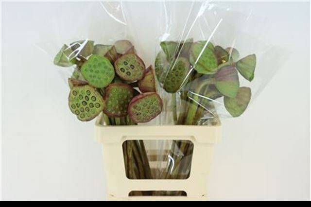 <h4>NELUMBO NUCIFERA</h4>