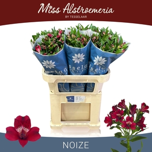 ALSTR NOIZE