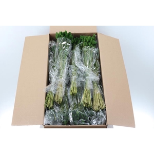 Phalaris Groen 100 Gr