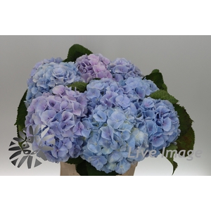 Hydrangea verena pastel lavender