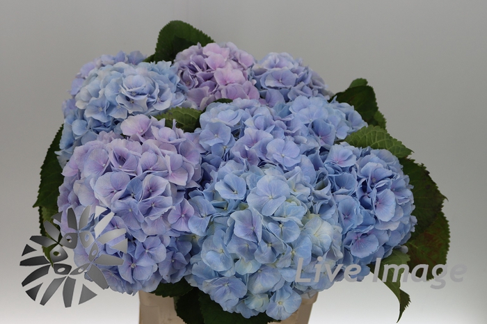 <h4>Hydrangea verena pastel lavender</h4>