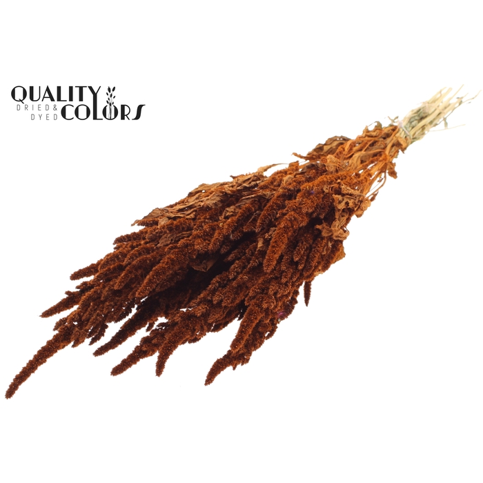 <h4>Amaranthus per bunch Terracotta</h4>