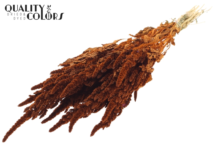 <h4>Amaranthus per bunch Terracotta</h4>