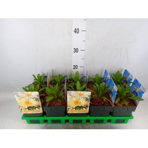 Leucanthemum sup. 'Banana Cream'