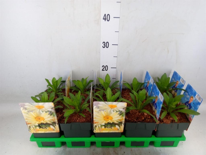 <h4>Leucanthemum sup. 'Banana Cream'</h4>