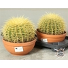 arr8 Cactus Ov
