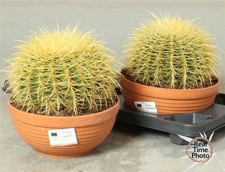arr8 Cactus Ov