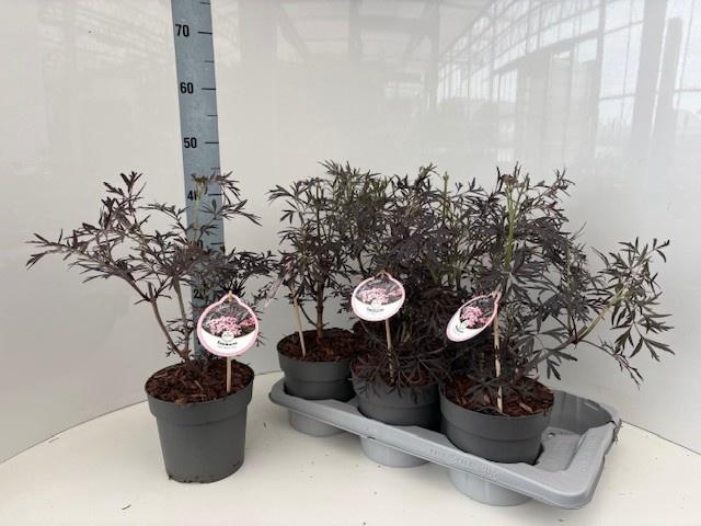 <h4>SAMB NI BLACK LACE</h4>