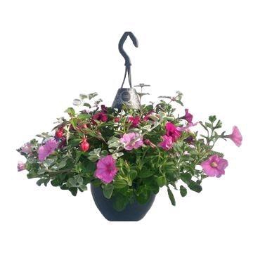 <h4>Hanging plant   ...</h4>